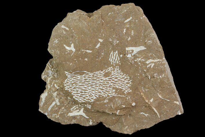 Ordovician Bryozoans (Chasmatopora) Plate - Estonia #98010